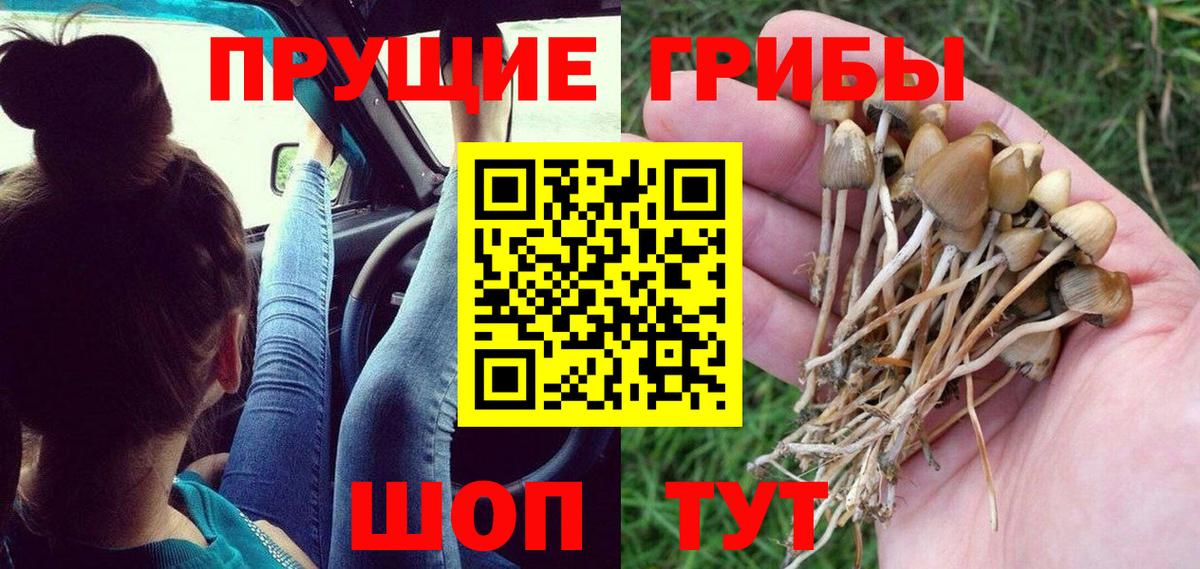 Алексеевка  Псилоцибиновые грибы GOLDEN TEACHER  Вход с VPN  купить наркотик  Псилоцибиновые грибы Cubensis 